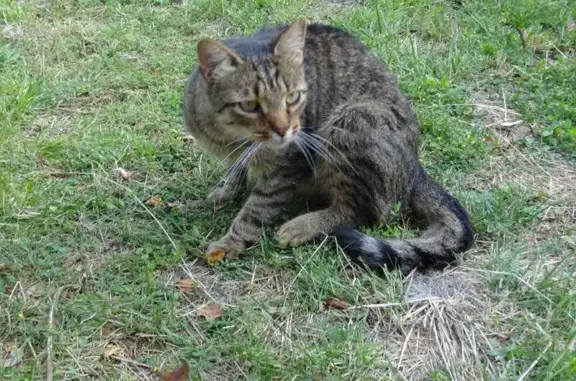 Jeune chat tigré gris trouvé à Riom - photo