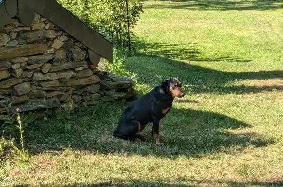 Chien trouvé , photo: Chien noir et feu trouvé à Campguilhem