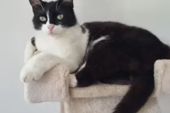 Chat perdu, Draguignan, photo: Chat européen noir et blanc perdu à Draguignan