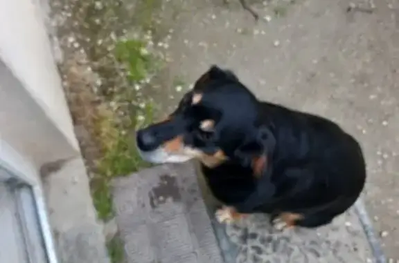 Chien perdu Jarnac, photo : Chien noir et feu perdu, Rue de la Paix, Jarnac
