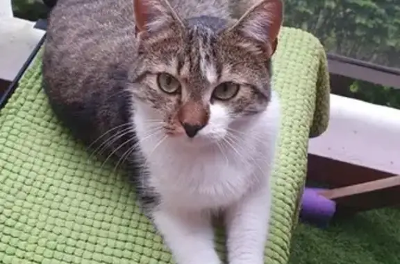 Animaux perdus Strasbourg, photo: Chat perdu à la Meinau le 3 août 2024