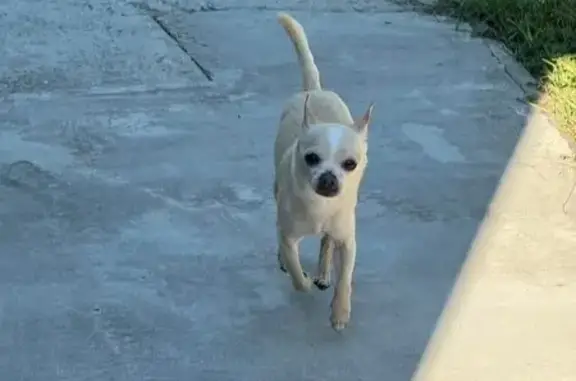 Lost Friendly Chihuahua on West Main St