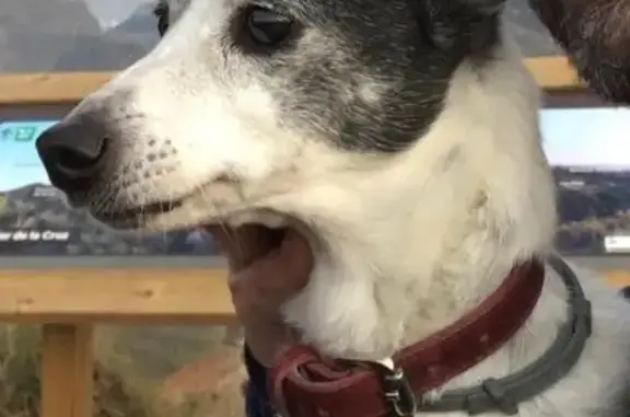 Perros perdidos, , foto: Perro Perdido en Barrio de la Vega: Hembra 13 Años