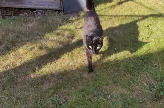 Chat affamé câlin trouvé Impasse Jean Normand - photo