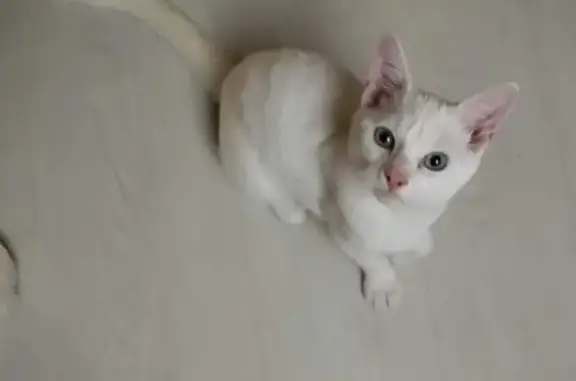 Animaux trouvés , photo: Chat mâle blanc trouvé à Mézidon Vallée d'Auge