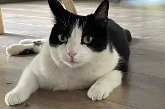 Animaux perdus Nantes, photo: Chat mâle noir et blanc perdu à Nantes
