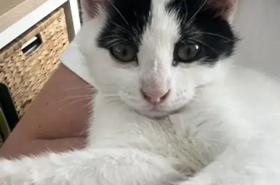 Chaton blanc et noir perdu à Mouvaux - photo