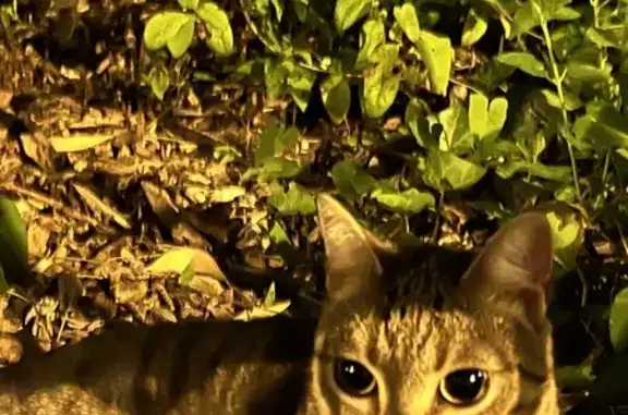 Chat trouvé au parc, 16 rue Renaudot - photo