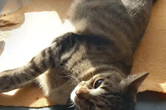 Chat perdu, La Canourgue, photo: Chat perdu, stérilisé et pucé à La Canourgue