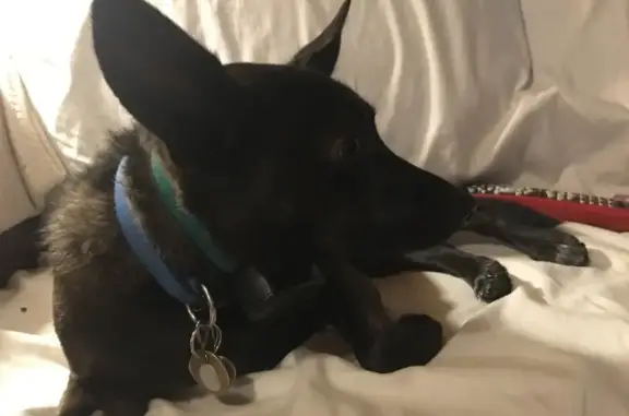 Lost Dog: Black Chihuahua-Jack Russell Mix