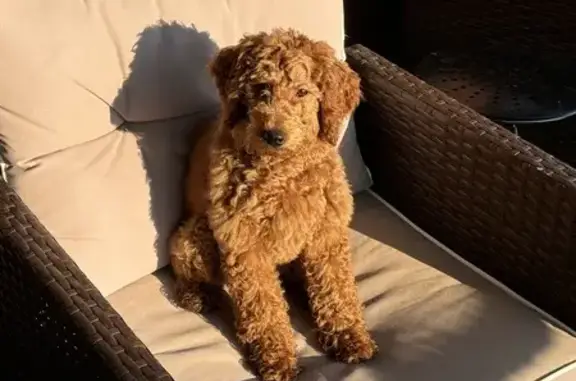 Missing Auburn Poodle - Reward Offered