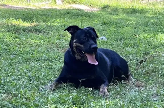 Lost Rottweiler Mix: Large Black & Brown Dog