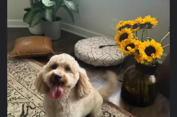 Lost Mini Goldendoodle - Reward Offered!