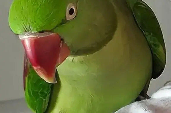 Lost Alexandrine Parrot 🦜 in Campbelltown