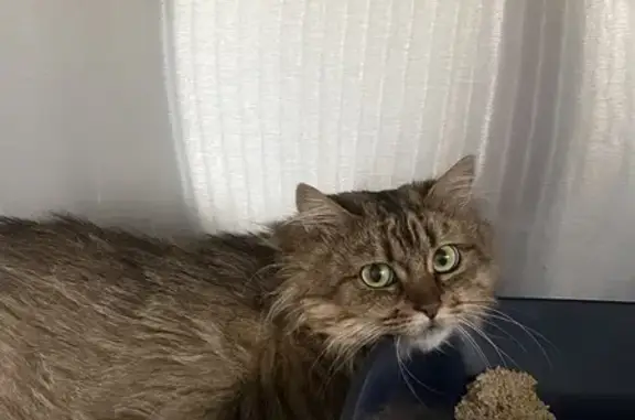 Chatte tigrée trouvée près du Lidl à Étaples - photo