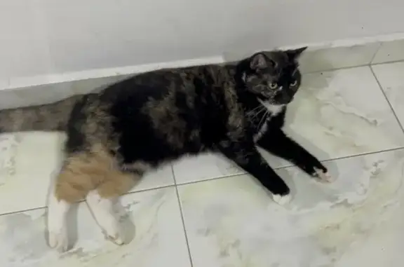 Missing Tortoiseshell Cat on Canberra Rd