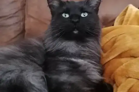 Chat perdu, Steenvoorde, photo: Chat norvégien noir perdu à Steenvoorde