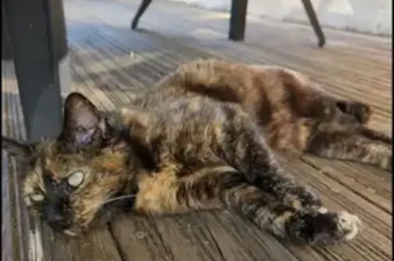 Chatte écailles de tortue câline trouvée - photo