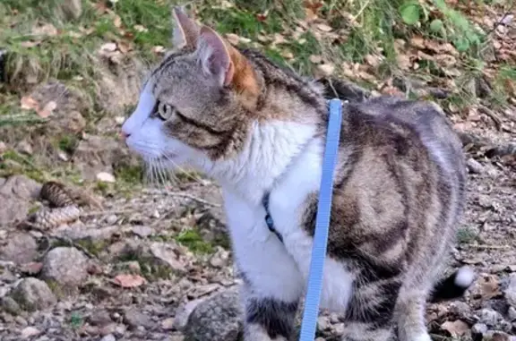 Chat perdu, Saint-Chamond, photo: Chat tigré blanc perdu à Saint-Chamond