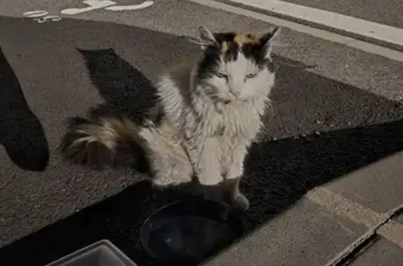 Chat tricolore amaigri trouvé à Guénange - photo