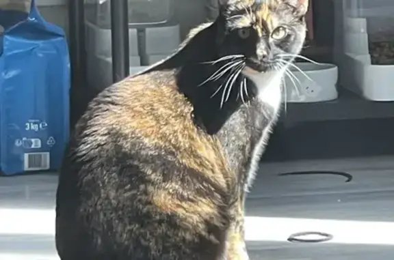 Animaux perdus Ivry-sur-Seine, photo: Chatte écaille de tortue disparue à Ivry