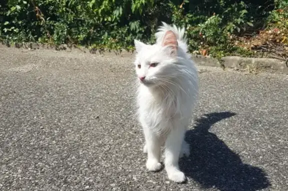 Chatte blanche trouvée à Voiron, très câline - photo
