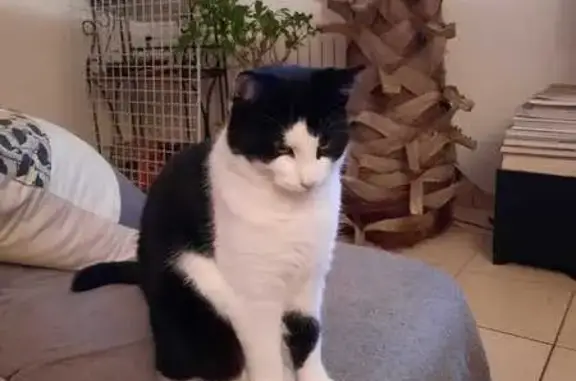 Chat noir et blanc perdu à Jard-sur-Mer - photo