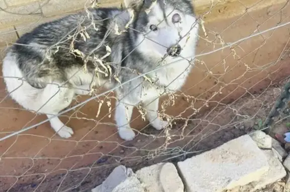 Found Partially Blind Dog on Markgraaff St