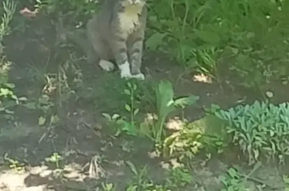 Chat errant nourri mais reste distant - photo