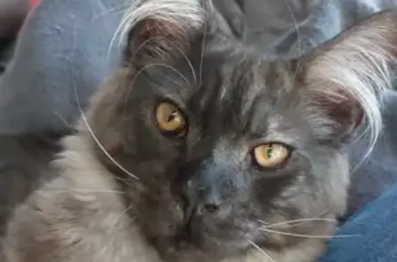 Animaux perdus Pierrefort, photo: Chat Maine Coon perdu à Bellevue, Pierrefort