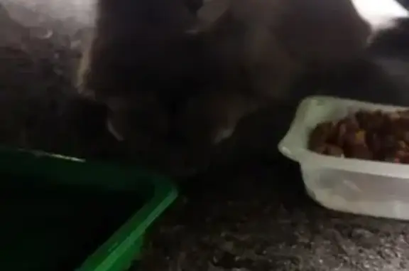 Chat gris mâle trouvé début juillet, Toulouse - photo