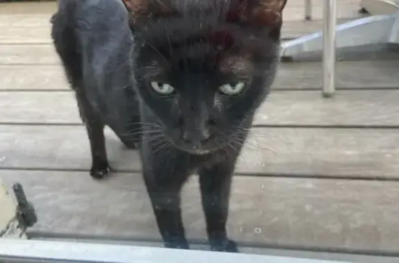 Chat noir mâle trouvé Rue de la Fontaine - photo
