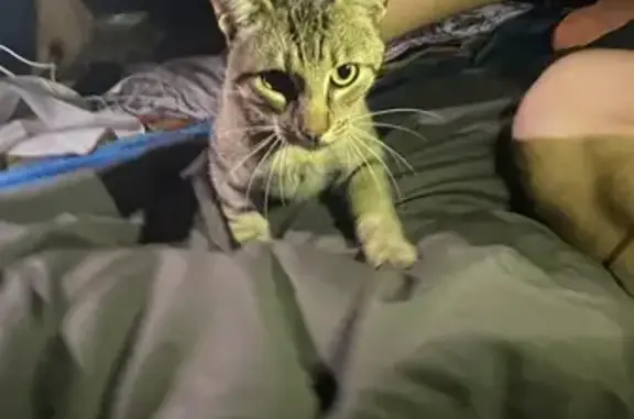 Chat trouvé , photo: Chat gris tigré trouvé, très affectueux