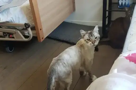Animaux perdus Angers, photo: Chat beige et blanc disparu, diabétique, Angers