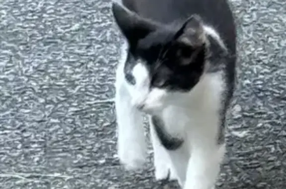 Chaton noir et blanc trouvé à Juvigné - photo