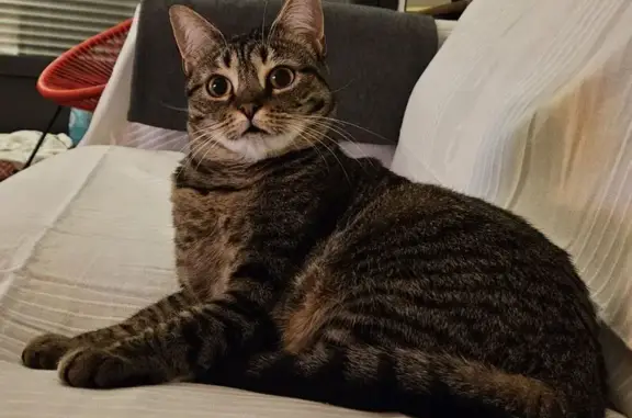 Animaux perdus Cahors, photo: Chatte grise tigrée disparue à Cahors