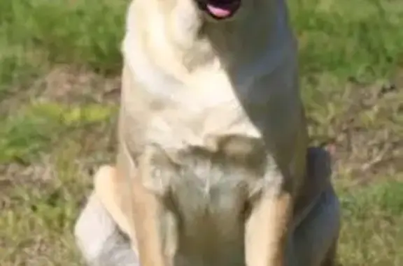 Chien perdu Albias, photo : Chienne labrador beige perdue à Albias