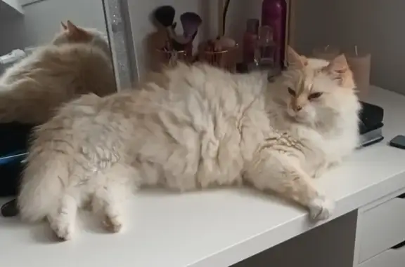 Animaux perdus Quimper, photo: Chat mâle blanc/roux disparu à Quimper