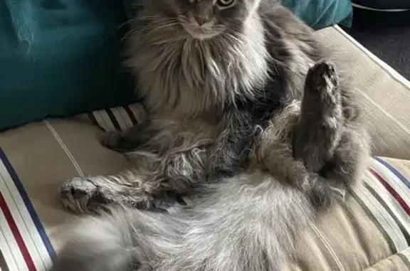 Animaux perdus Pau, photo: Chat Maine Coon gris perdu, Chemin Monge, Pau