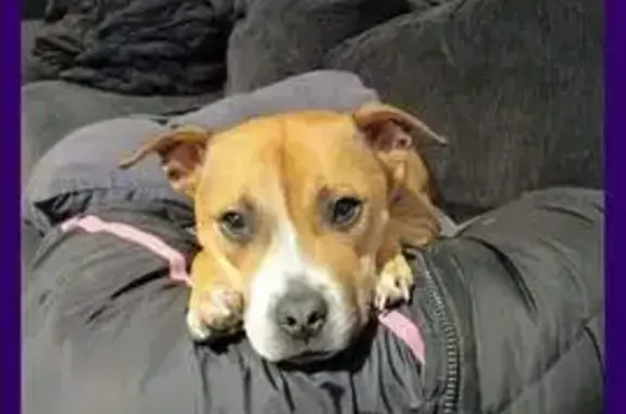 Lost Tan & White Female Staffy in Frankston