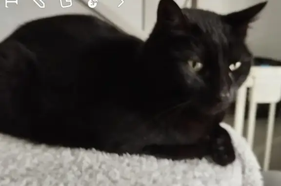 Chat perdu, Palaja, photo: Chatte noire disparue à Palaja, le 06/08/24