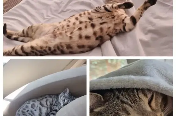 Lost Chubby Grey Bengal Cat - Answers to Lexi