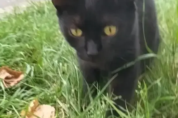 Animaux trouvés Le Bourget, photo: Chaton noir sociable trouvé, blessé au cou