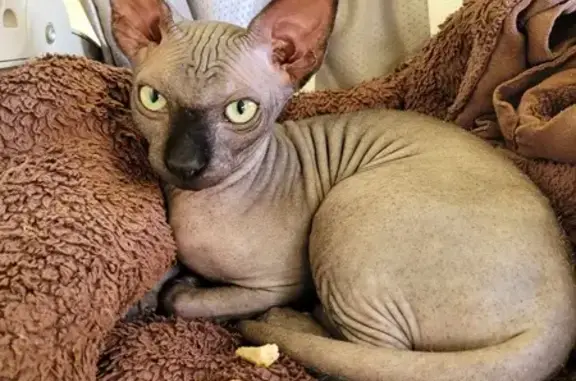 Animaux perdus Reims, photo: Chat Sphinx noir perdu, mâle pucé, RENZO, Reims