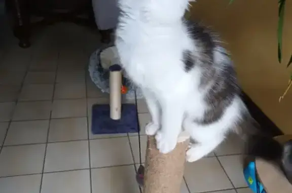 Chat perdu, , photo: Chaton tricolore 4 mois perdu Allée du Port