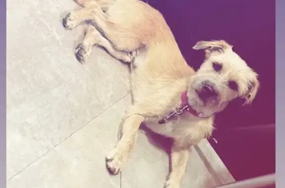 Chien perdu , photo : Chien Fauve Sidjo Perdu à Lachaux, 6215