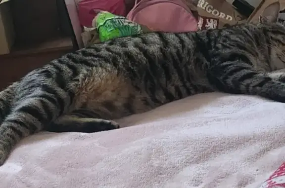 Animaux perdus Grignols, photo: Chat perdu: Tigrou, cicatrice sous le menton