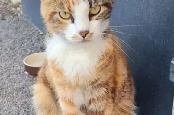 Chat trouvé Lunéville, photo: Chatte gestante trouvée rue Sainte-Anne, Lunéville
