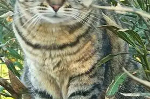 Chat perdu, Caussade, photo: Chat perdu à Caussade: Luna, 4 ans, tigrée