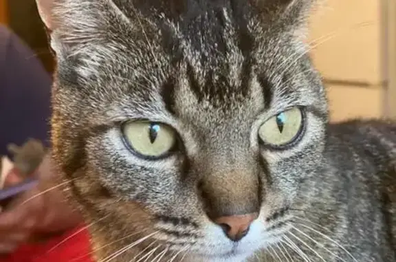 Chatte mince disparue, oreille coupée, Camarès - photo